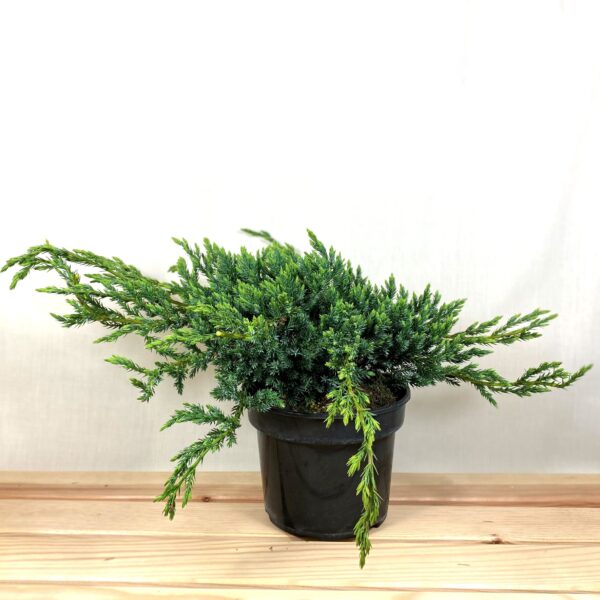 Juniperus squamata ,,Blue Carpet (1)