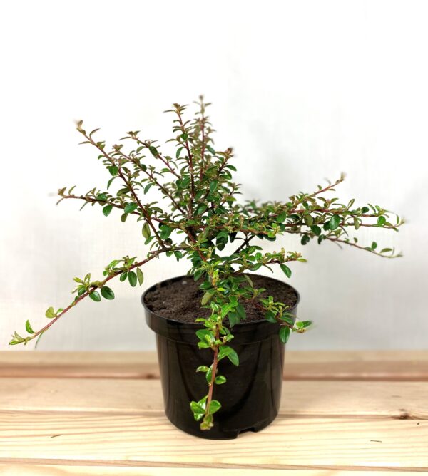 No.29 Cotoneaster sinensis, Coral Beauty, 2ltr pot
