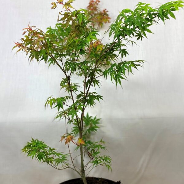 No.79 Acer Palmatum, Katsura, 5ltr pot