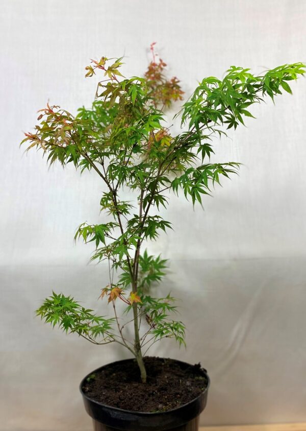 No.79 Acer Palmatum, Katsura, 5ltr pot