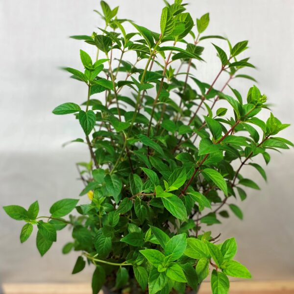 No.96 Hydrangea Paniculata, Sundae Fraise, 5ltr pot