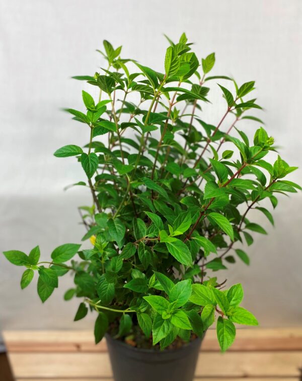 No.96 Hydrangea Paniculata, Sundae Fraise, 5ltr pot