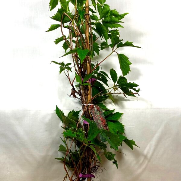 No.99 Quinquefolia, var.Murorum Parthenocissus, 2ltr pot
